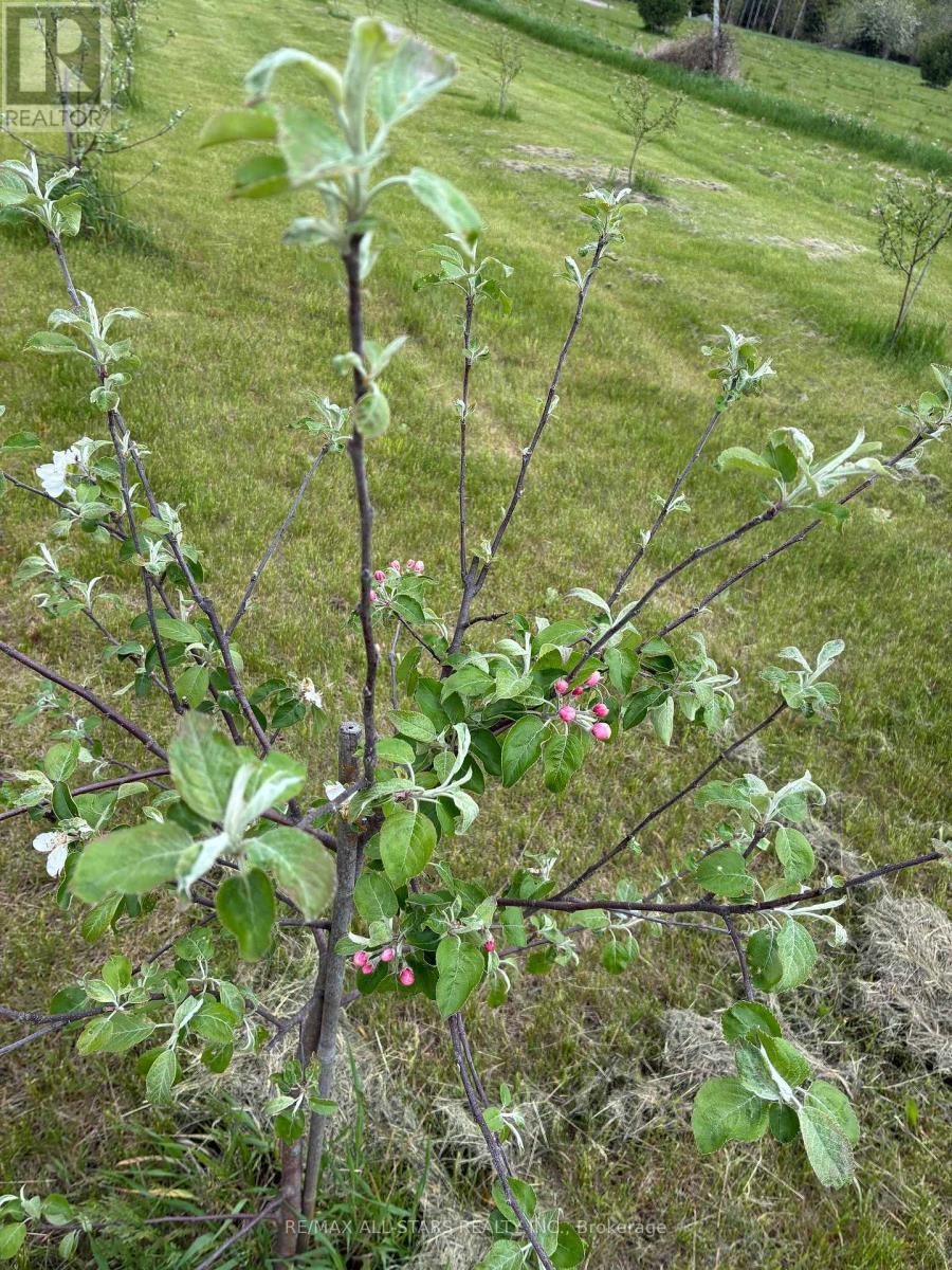 Young apple tree - 10655 Sideroad 17, Brock, ON