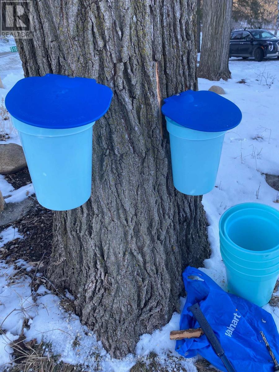 Tapping the Maples! - 10655 Sideroad 17, Brock, ON