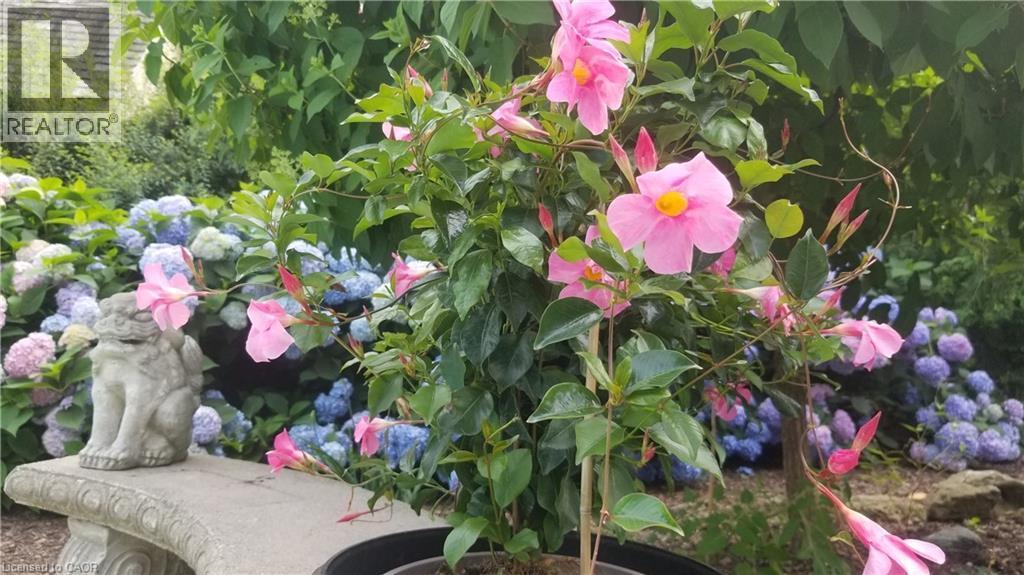 Blue hydrangea in bloom in a prior summer. Garden bench included. - 3040 First Street, Burlington, ON - Outdoor With View