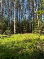 Terre à bois -