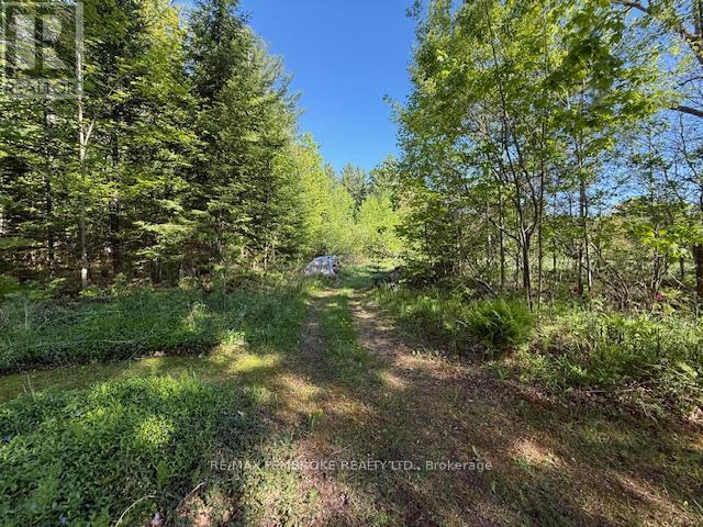 backyard - 410 Green Lake Road, North Algona Wilberforce, ON