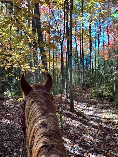 This could be you... - 2435 Elm Tree Road, Kawartha Lakes (Fenelon), ON