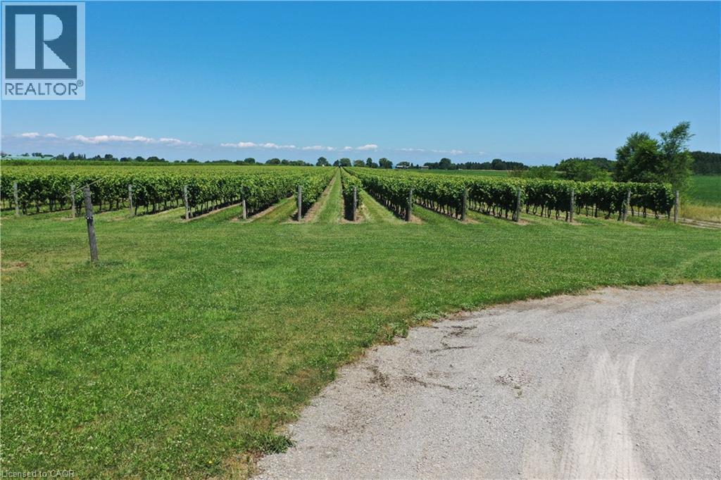 Expansive vineyard rows featuring mature grapevines and a clear blue sky - 3705 Service Road N, Beamsville, ON