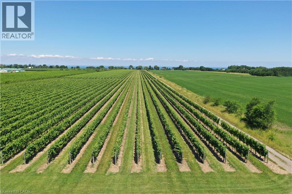 Expansive vineyard with rows of green grapevines - 3705 Service Road N, Beamsville, ON