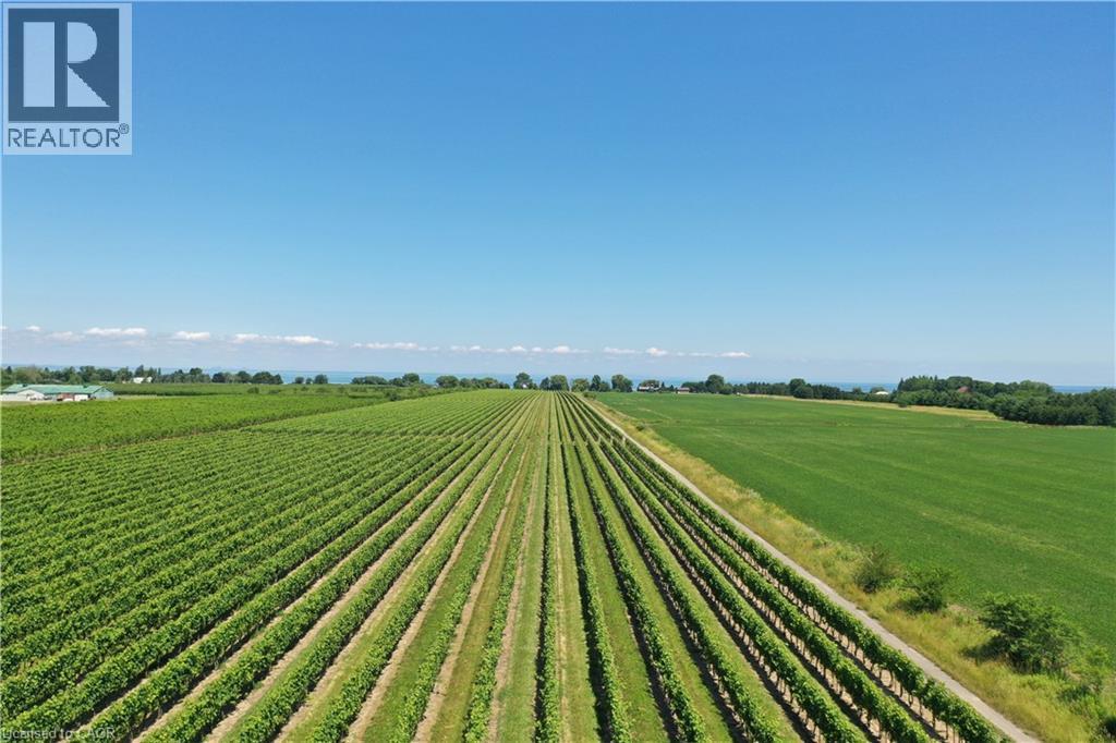 Expansive vineyard rows under a clear blue sky, featuring cultivated fields and distant water - 3705 Service Road N, Beamsville, ON