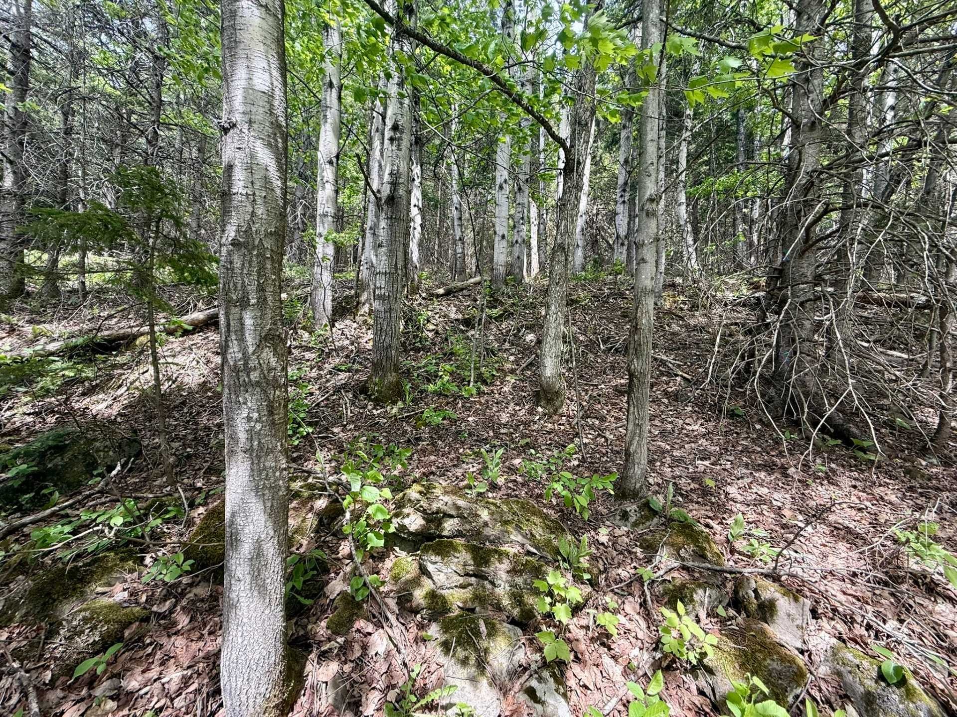 Terre/Terrain - Route 204, Saint-Aubert, QC