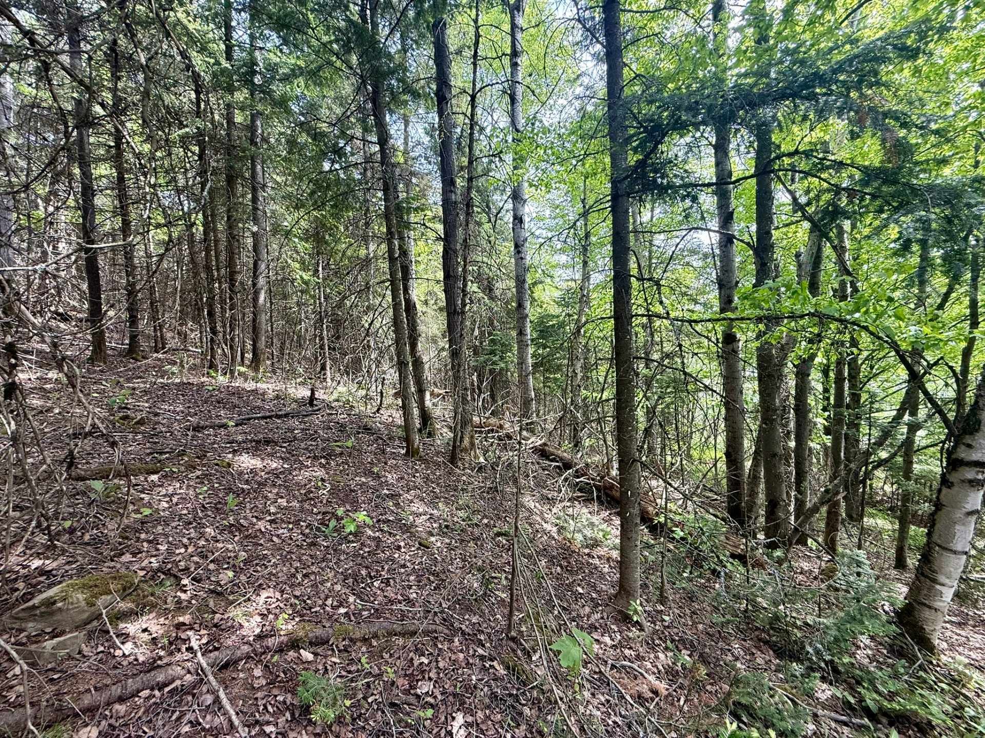 Terre/Terrain - Route 204, Saint-Aubert, QC