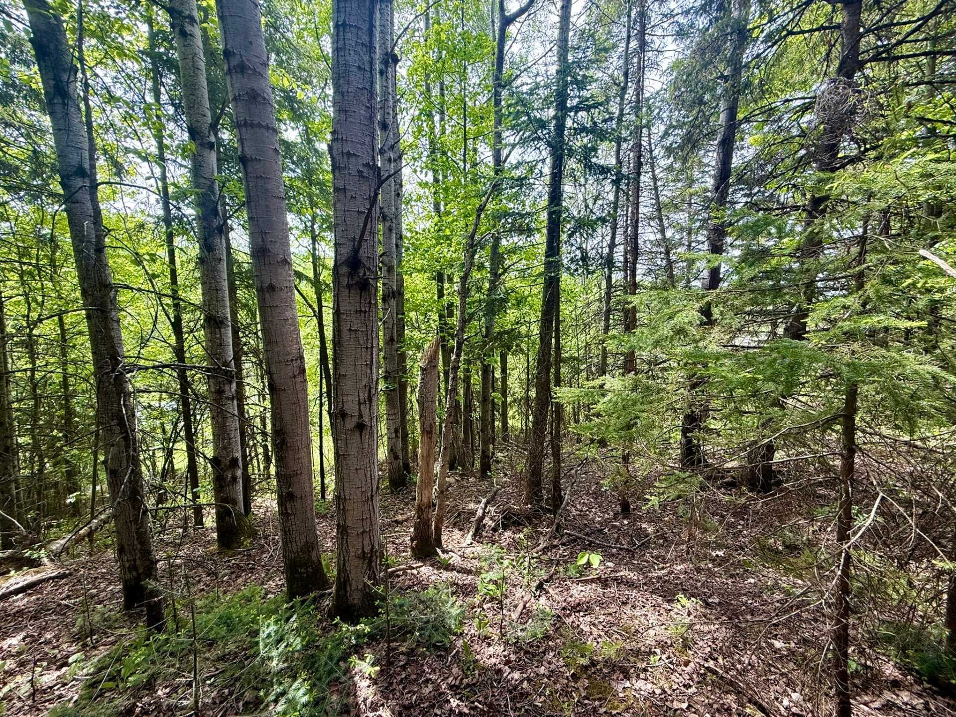 Terre/Terrain - Route 204, Saint-Aubert, QC