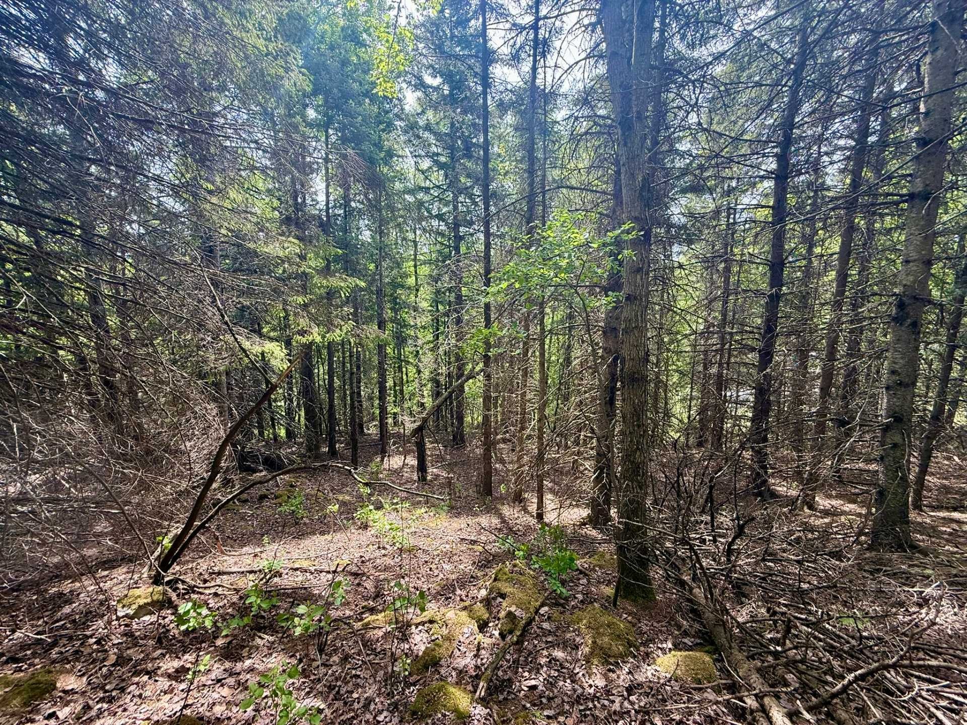 Terre/Terrain - Route 204, Saint-Aubert, QC
