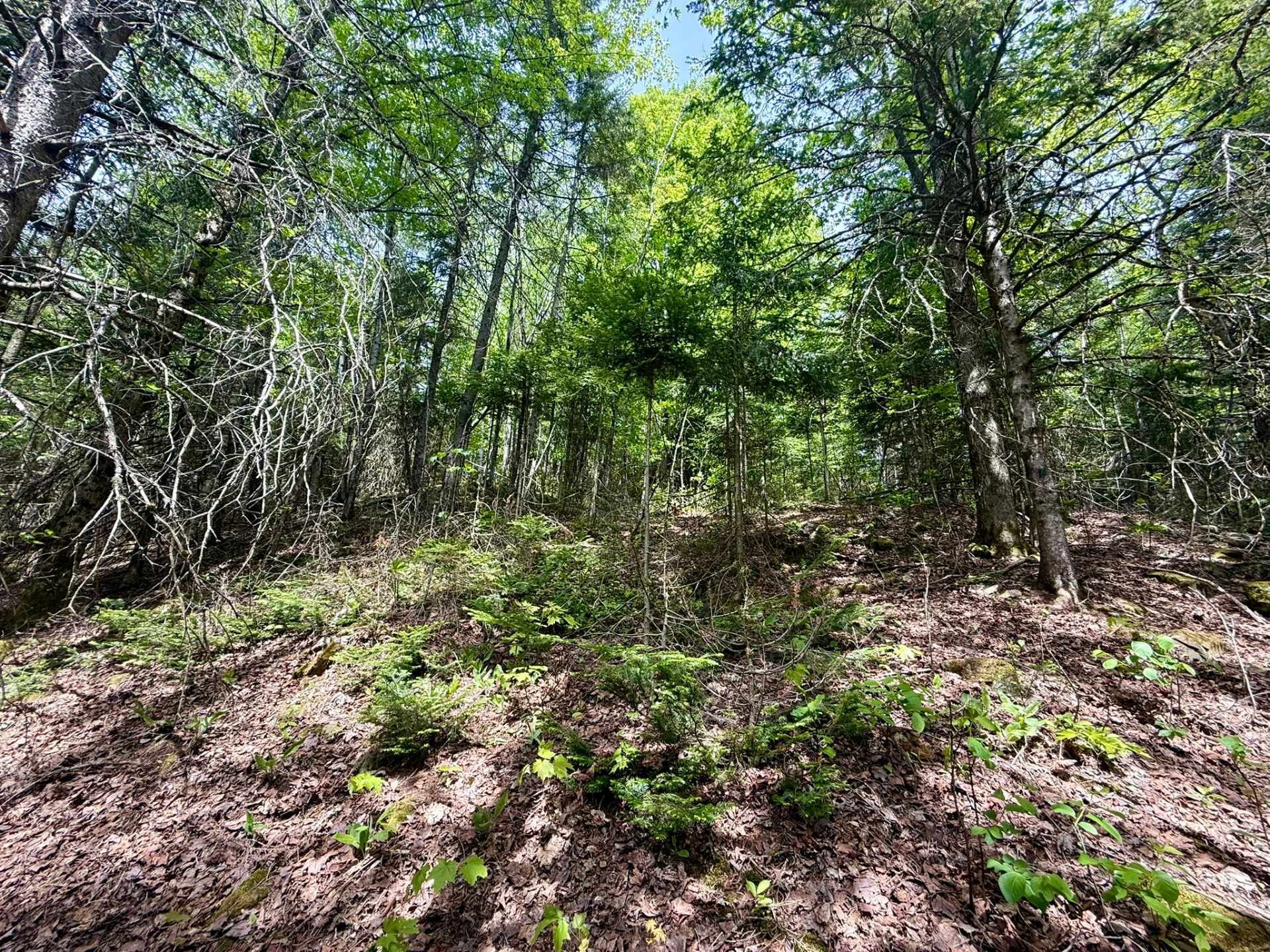 Terre/Terrain - Route 204, Saint-Aubert, QC
