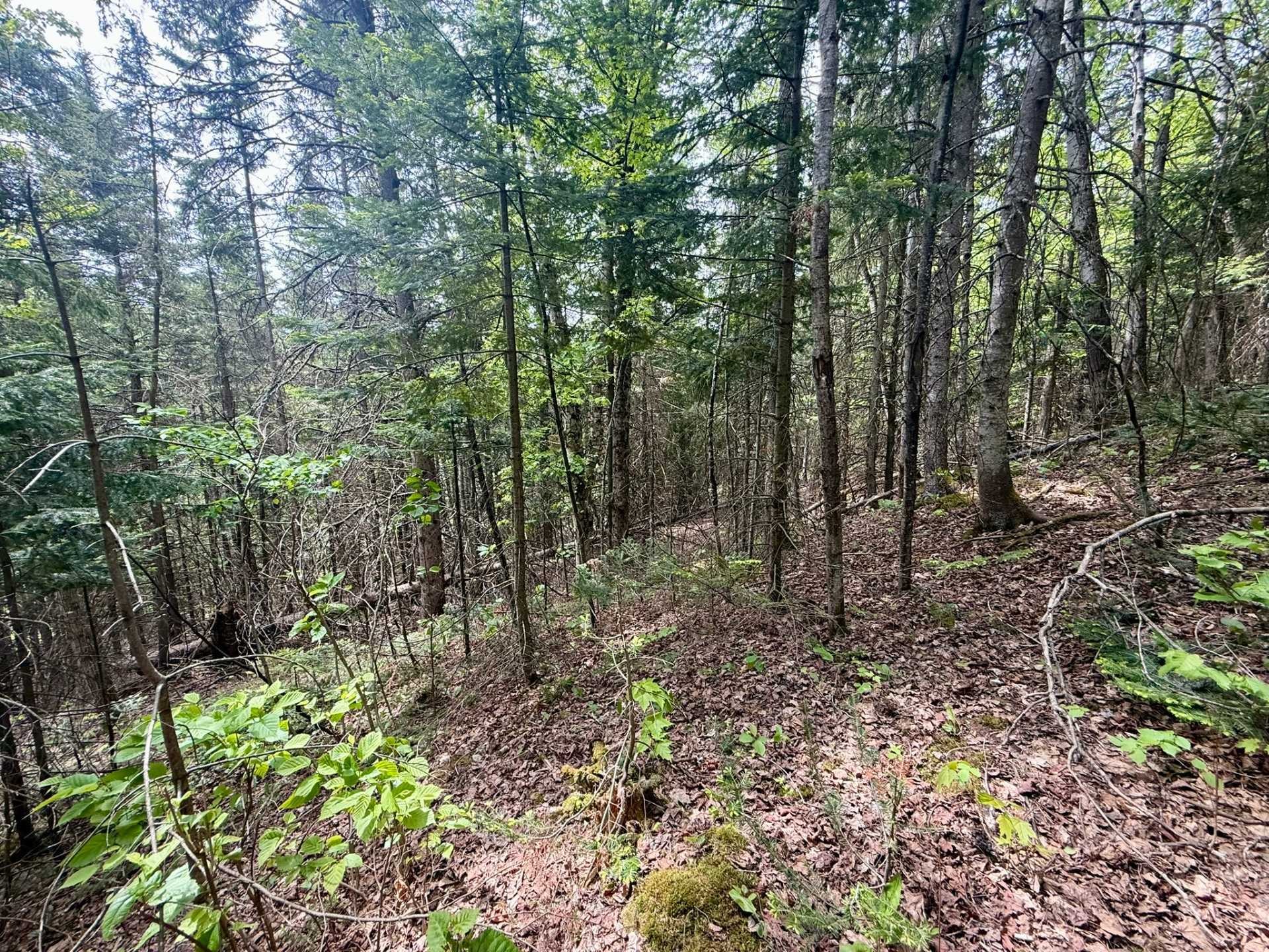 Terre/Terrain - Route 204, Saint-Aubert, QC