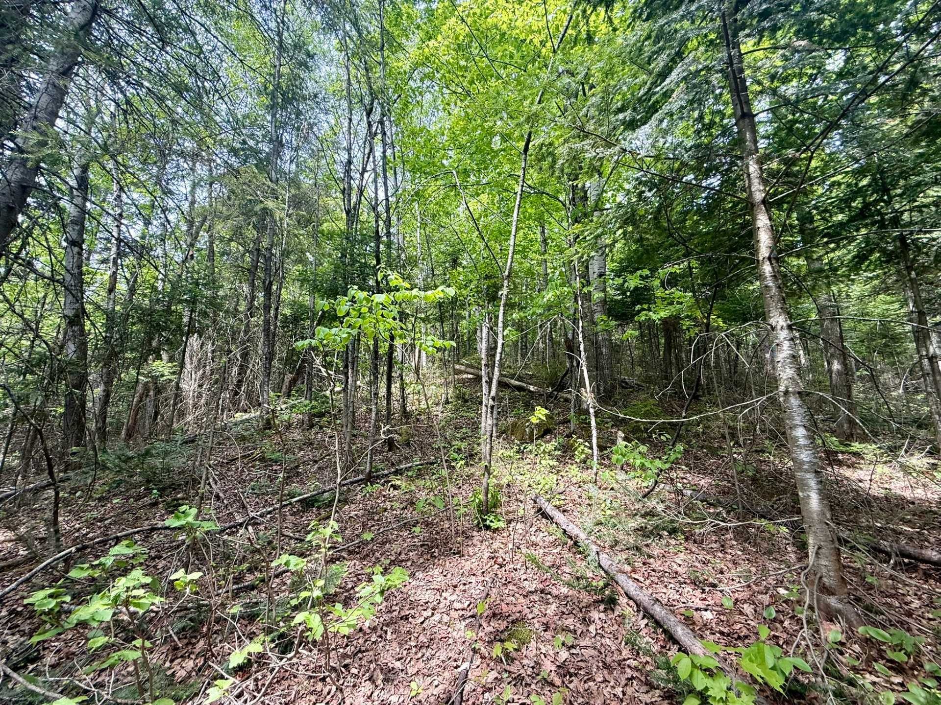 Terre/Terrain - Route 204, Saint-Aubert, QC