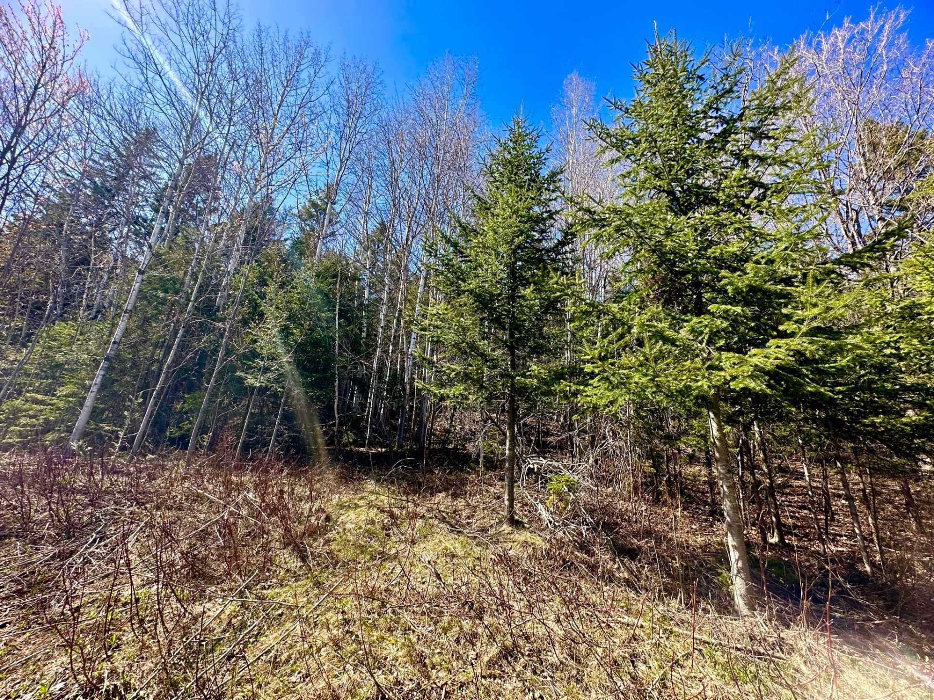 Terre/Terrain - Route 204, Saint-Aubert, QC