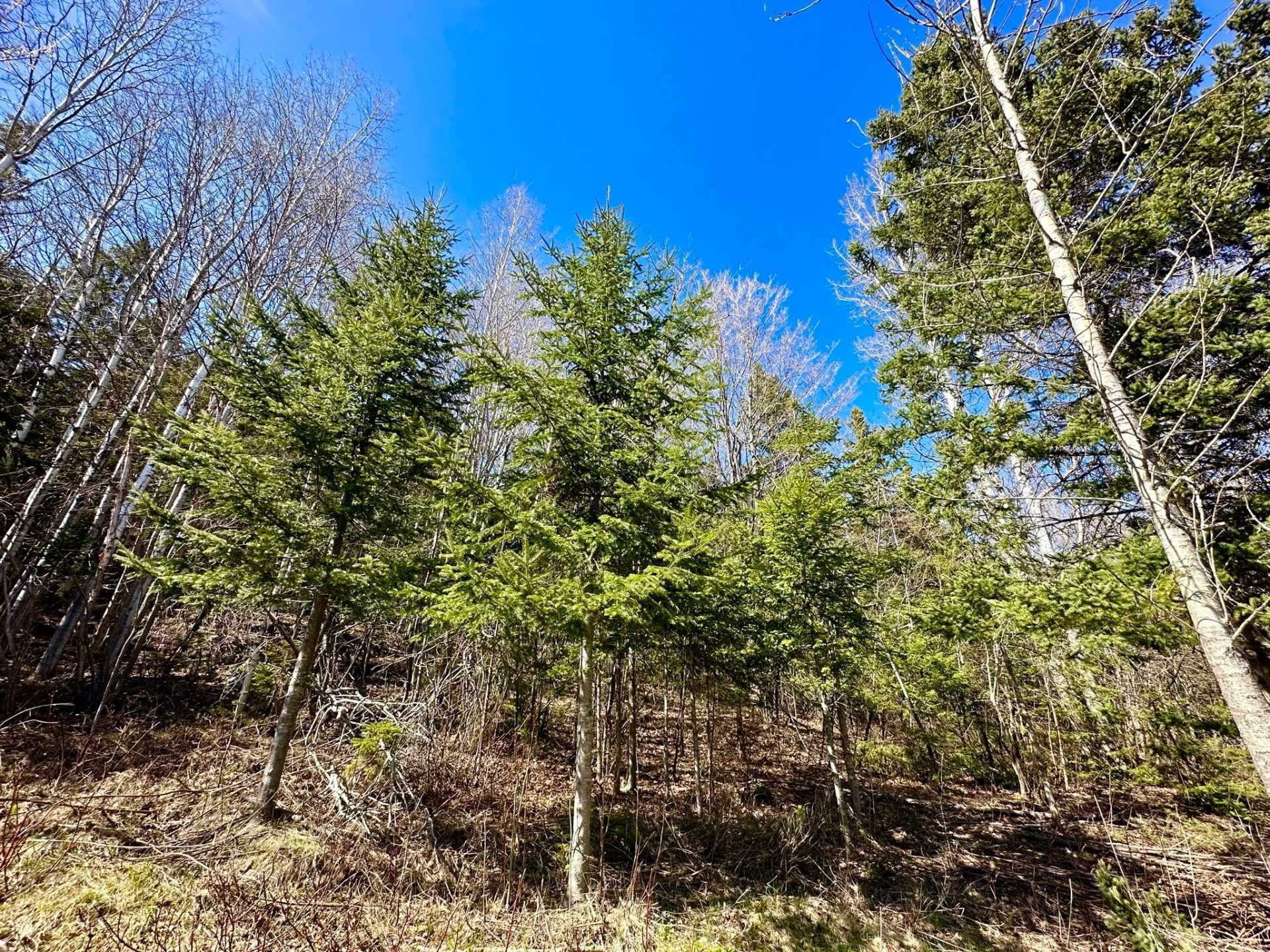 Terre/Terrain - Route 204, Saint-Aubert, QC