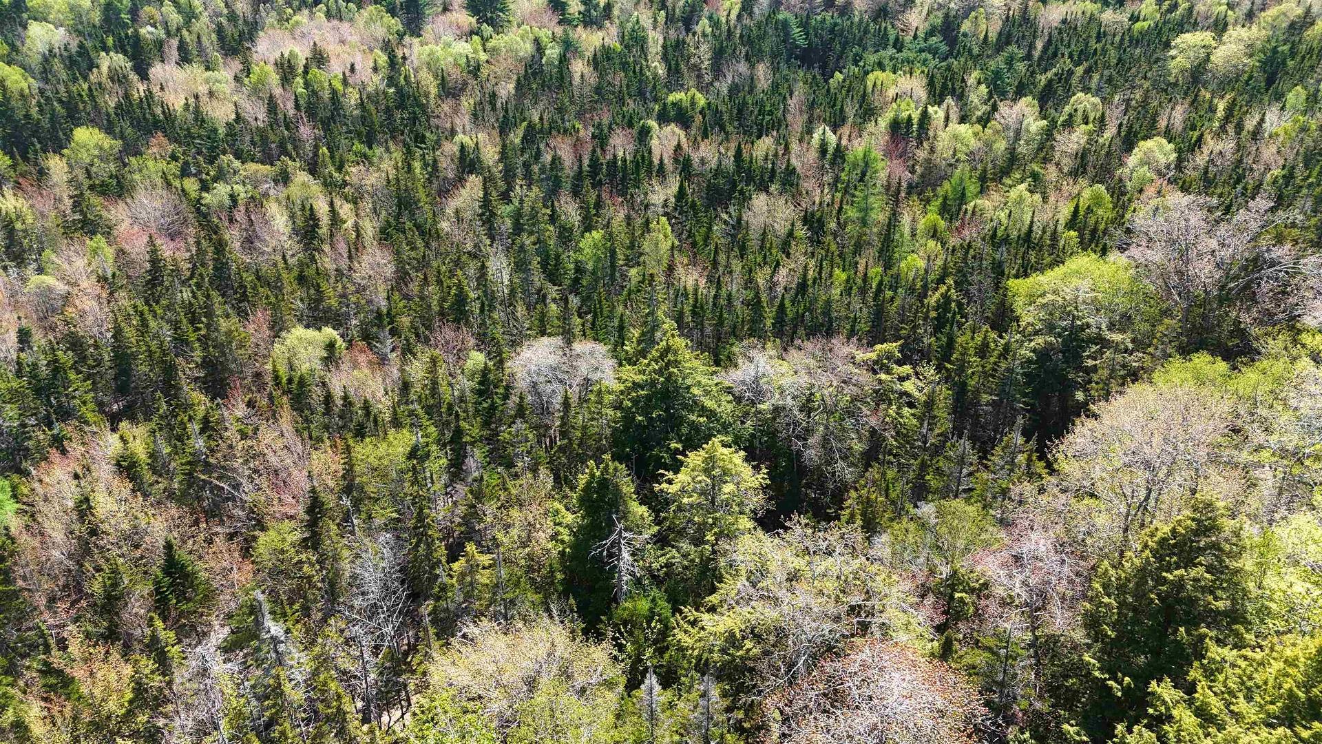 7004 Marble Mountain Road, Malagawatch, NS