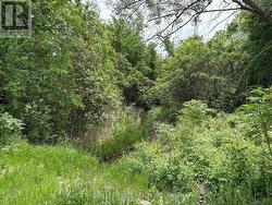Small creek at the back of the property. -