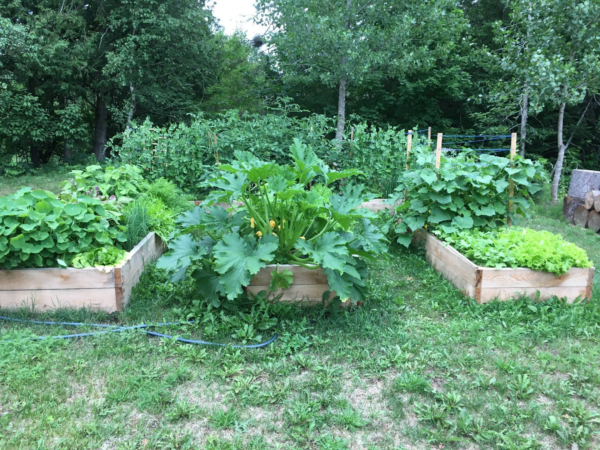 Garden - 995 4E Rang, Saint-Calixte, QC - Outdoor