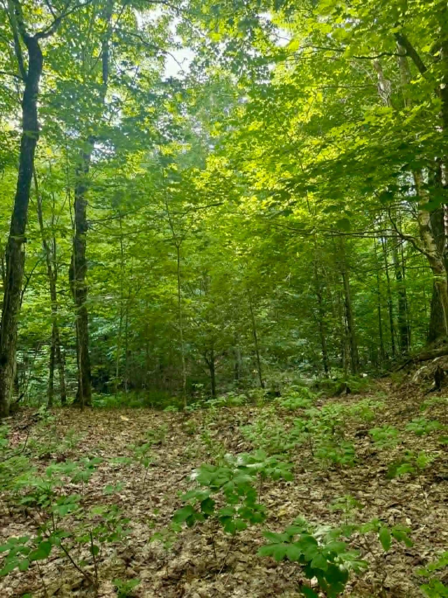 Lot - Route 117 N., Rivière-Rouge, QC