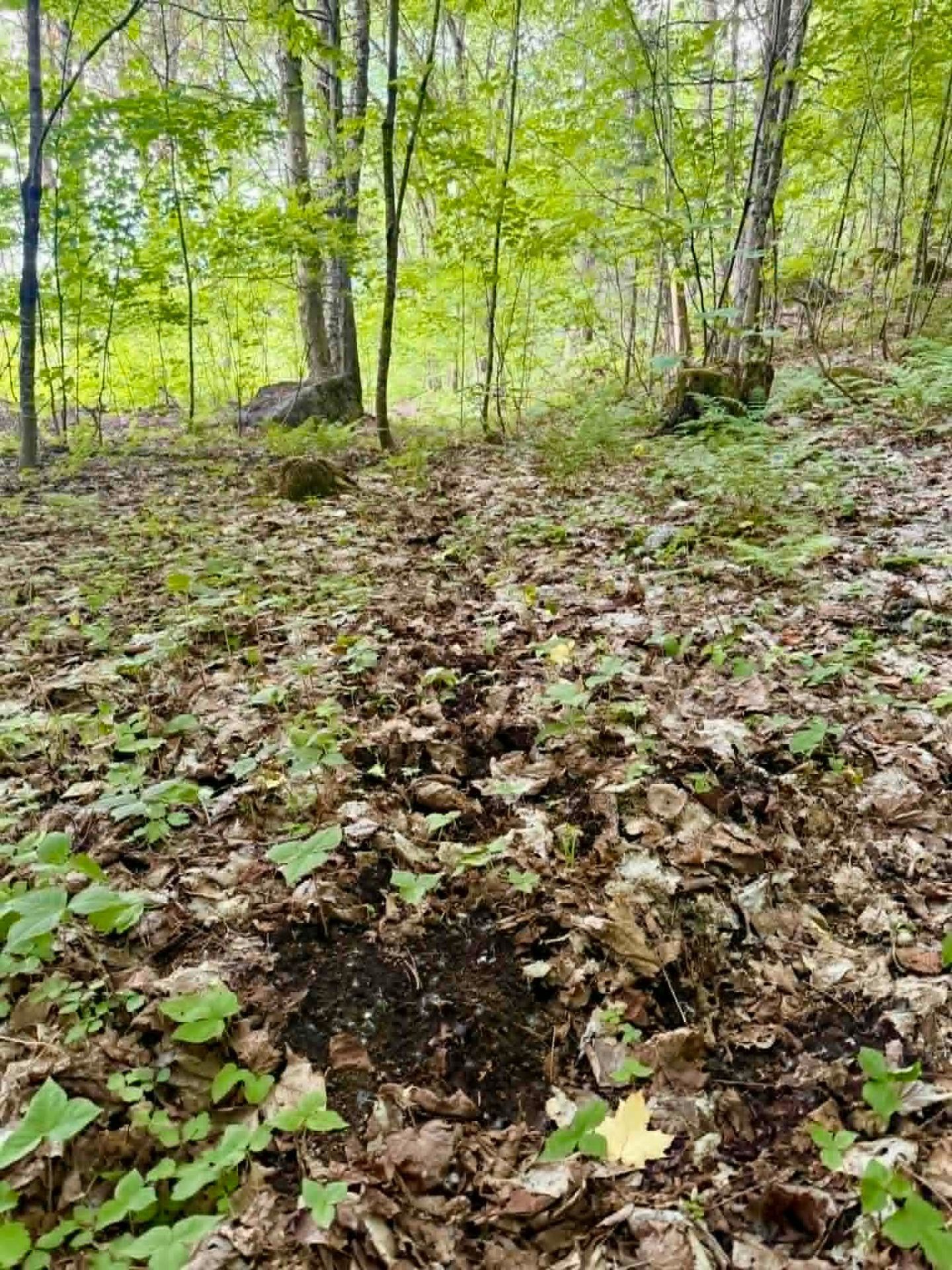 Lot - Route 117 N., Rivière-Rouge, QC