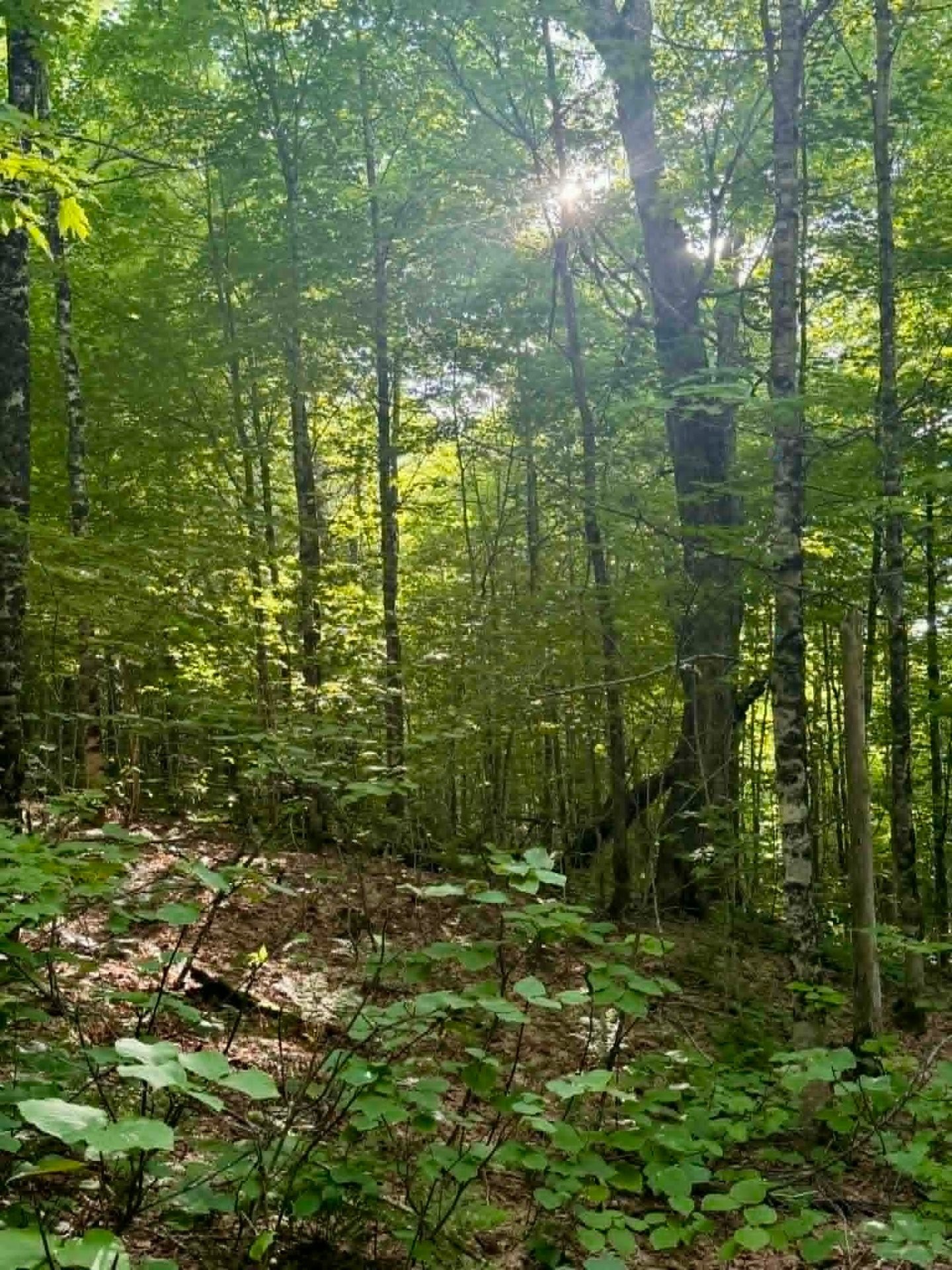 Lot - Route 117 N., Rivière-Rouge, QC