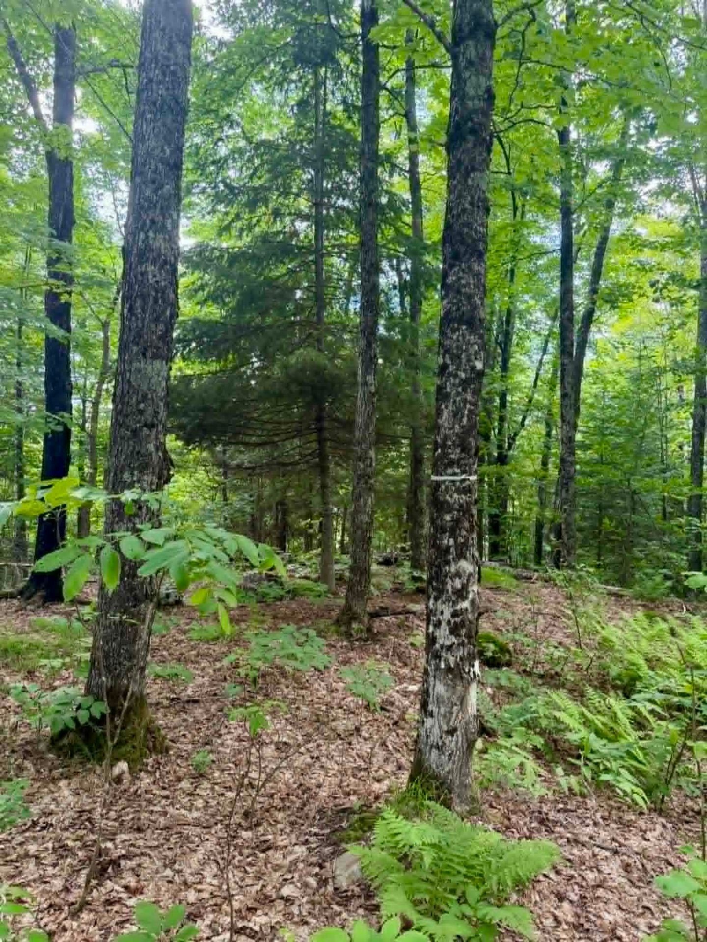 Lot - Route 117 N., Rivière-Rouge, QC