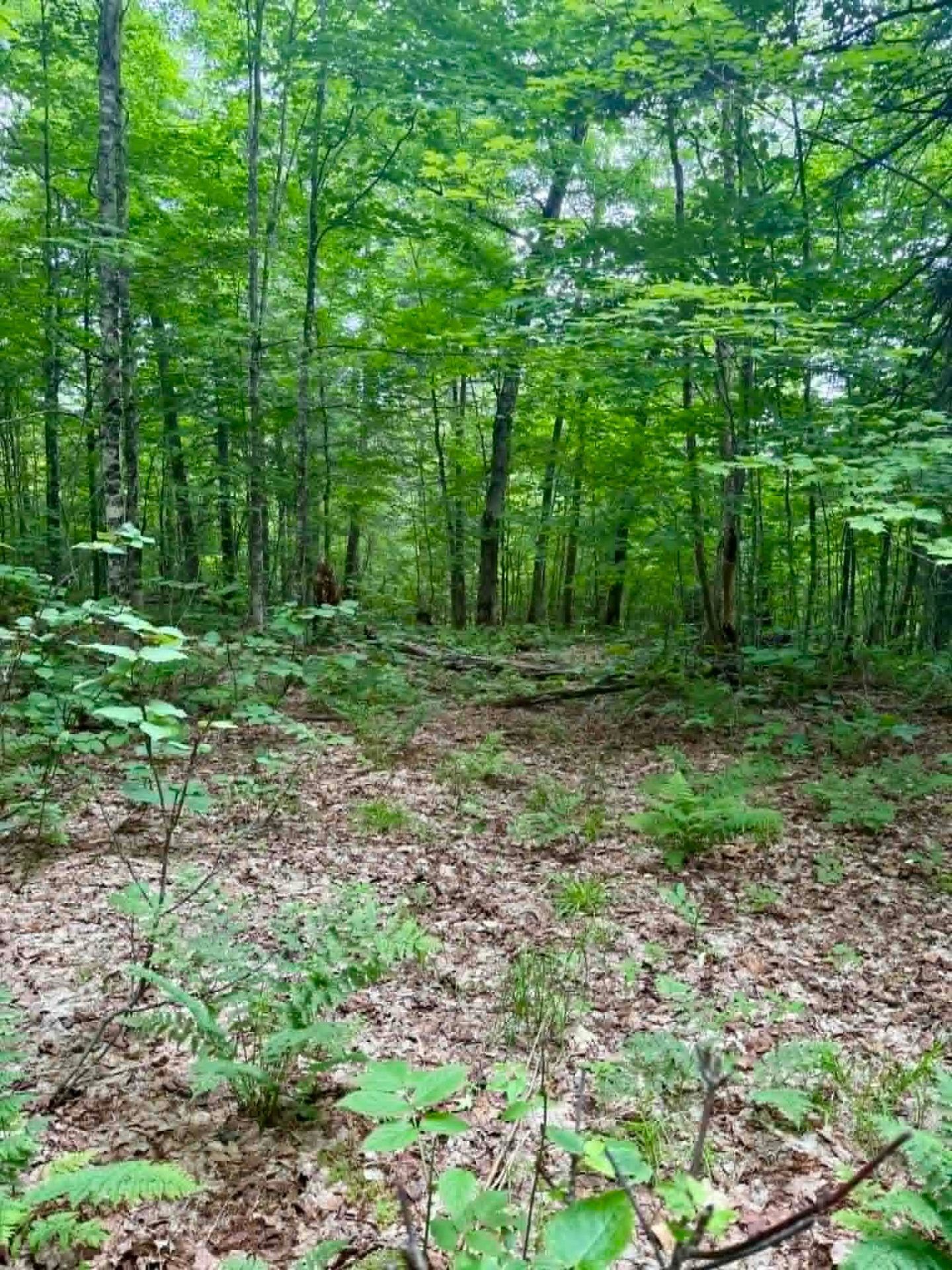 Lot - Route 117 N., Rivière-Rouge, QC