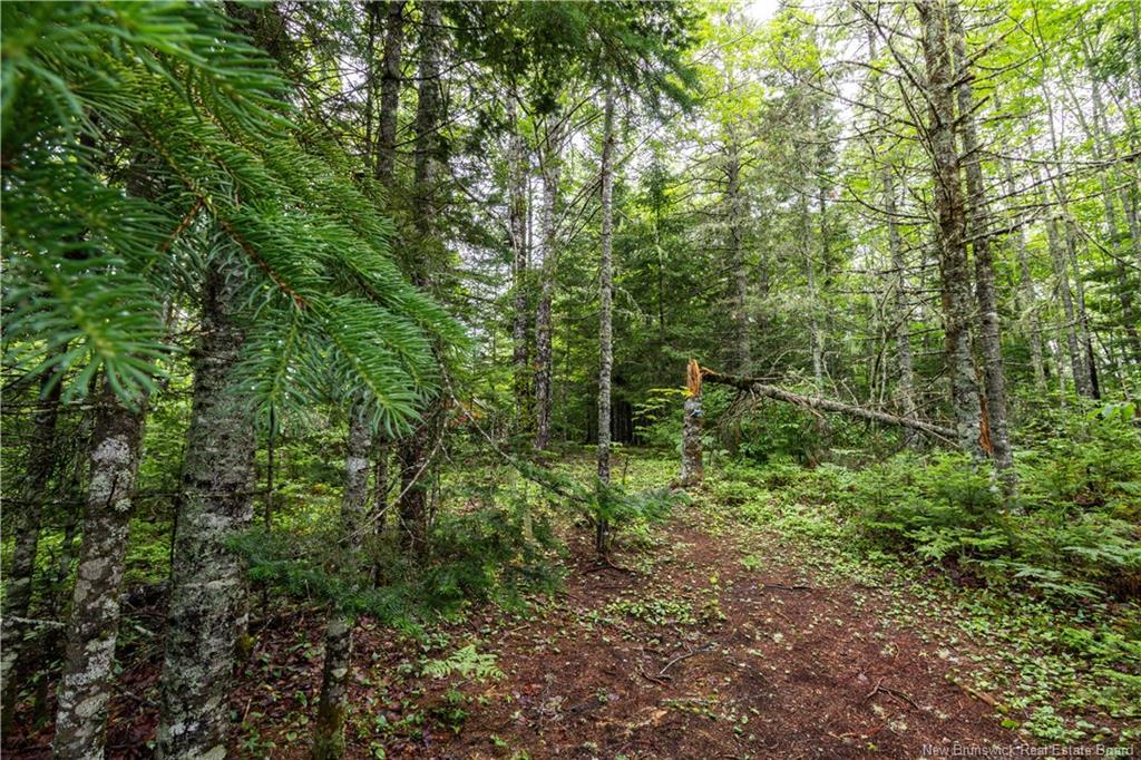 76 Back Rd, Summerfield, NB