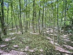 Terre à bois -