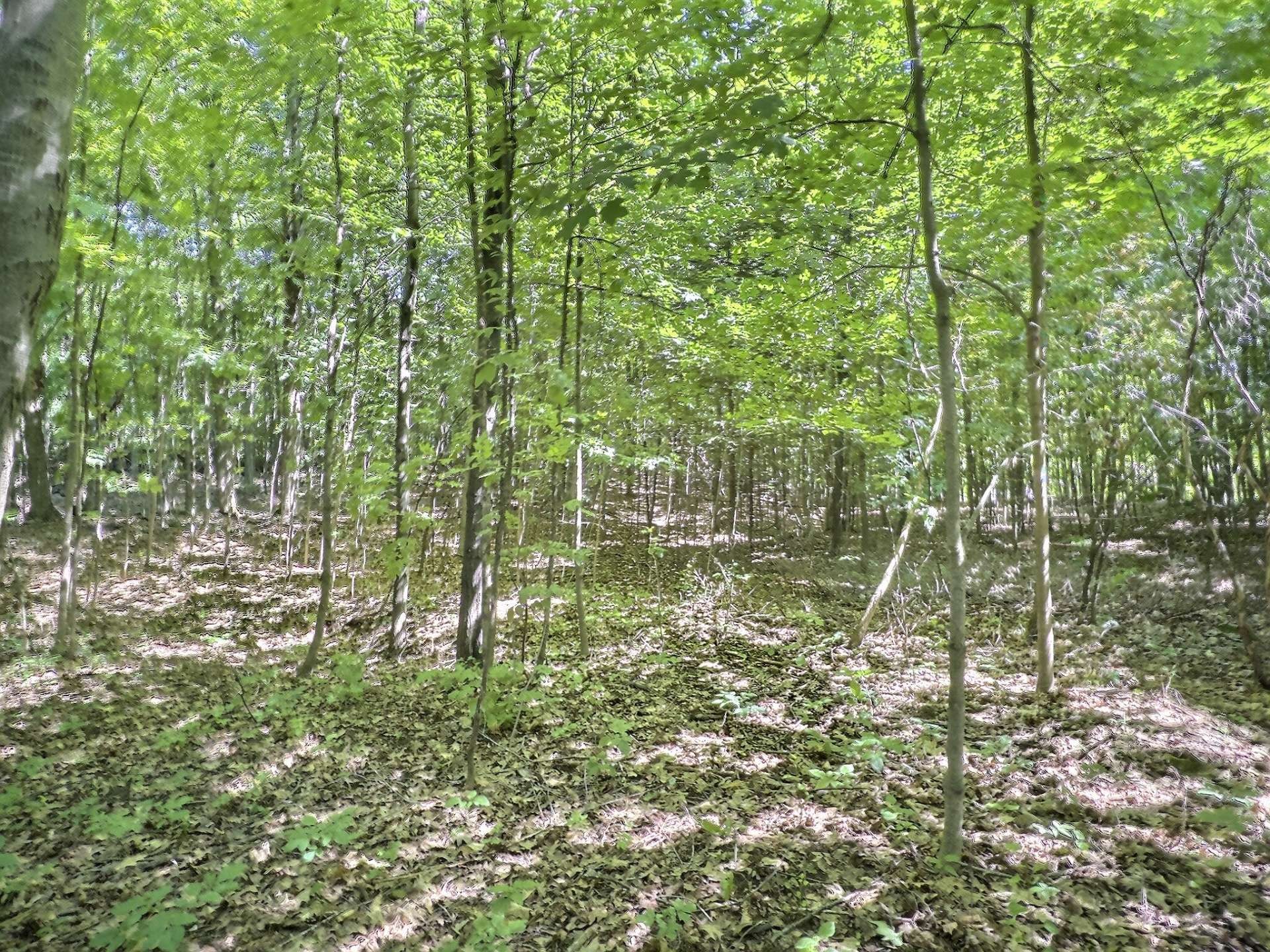 Terre/Terrain - Ch. Denis, Cantley, QC