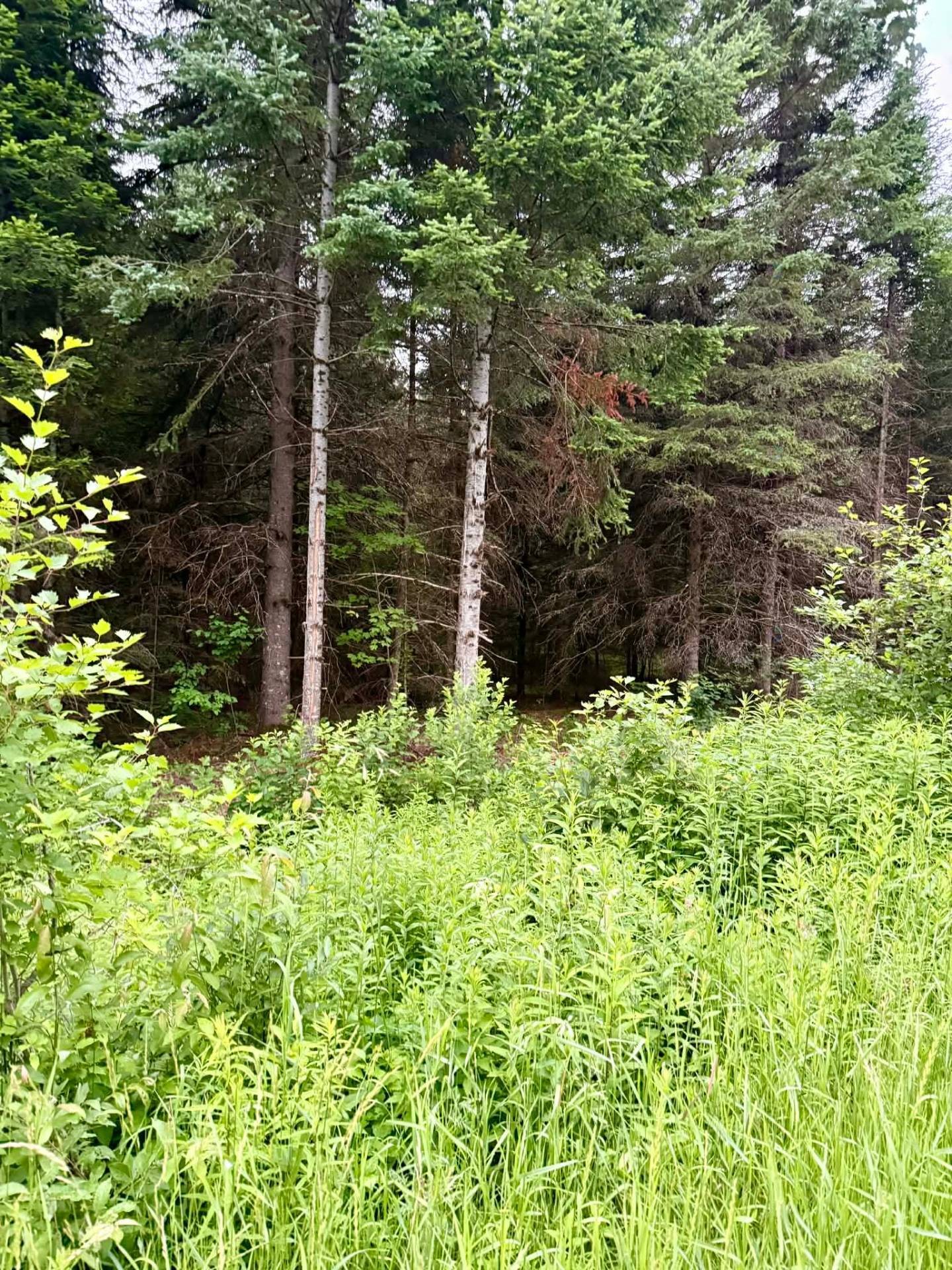 Terre/Terrain - Ch. Des Malards, Mont-Blanc, QC
