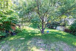 Mature Apple Tree - 