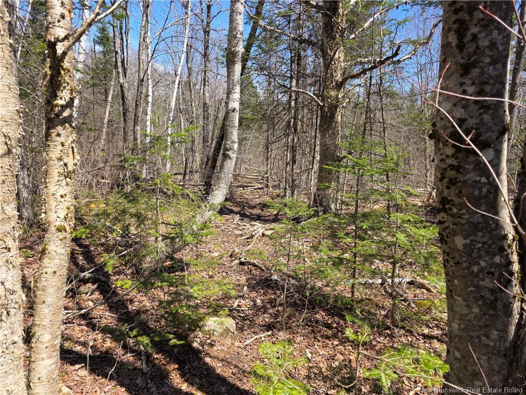 1175 Route 127, Rollingdam, NB