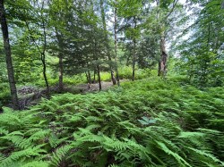 Lot -