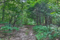 Wooded area -