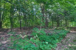 Wooded area -
