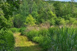 Wooded area -