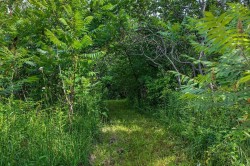 Wooded area -