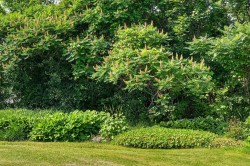 Wooded area -