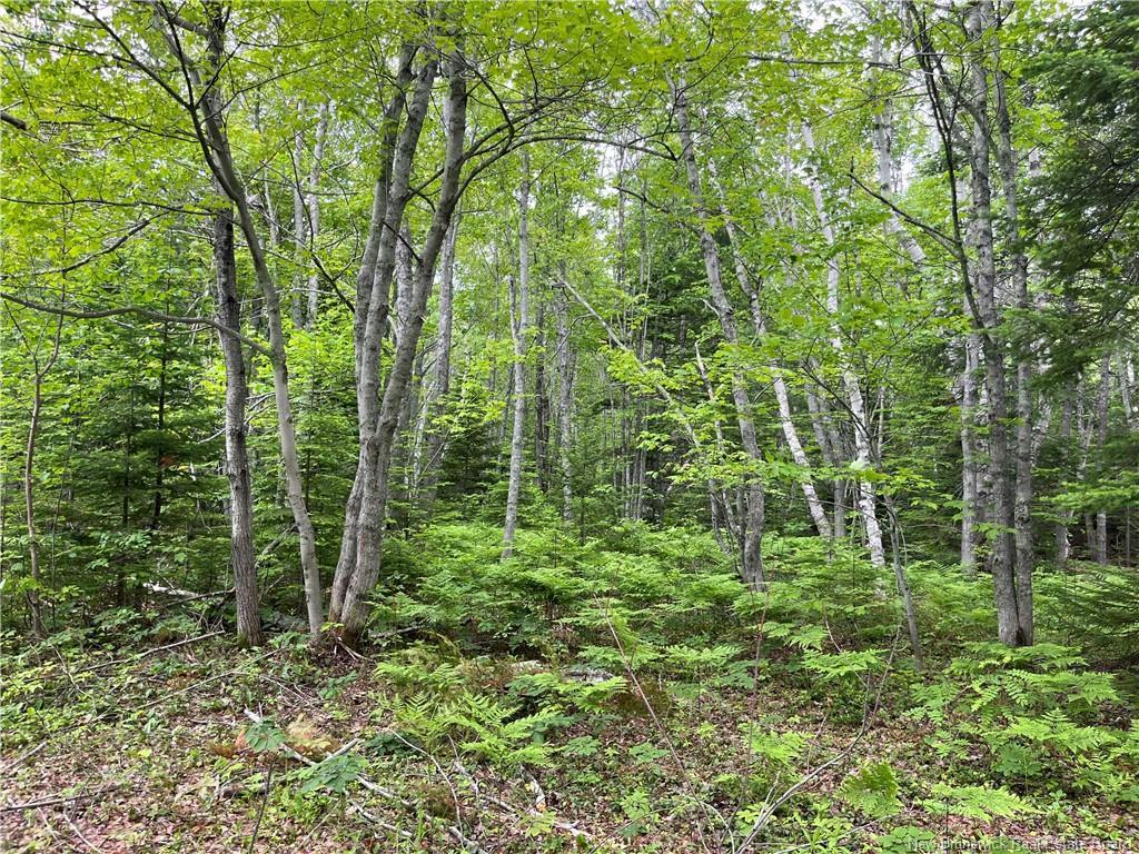 1446 Chatillon, Maisonnette, NB