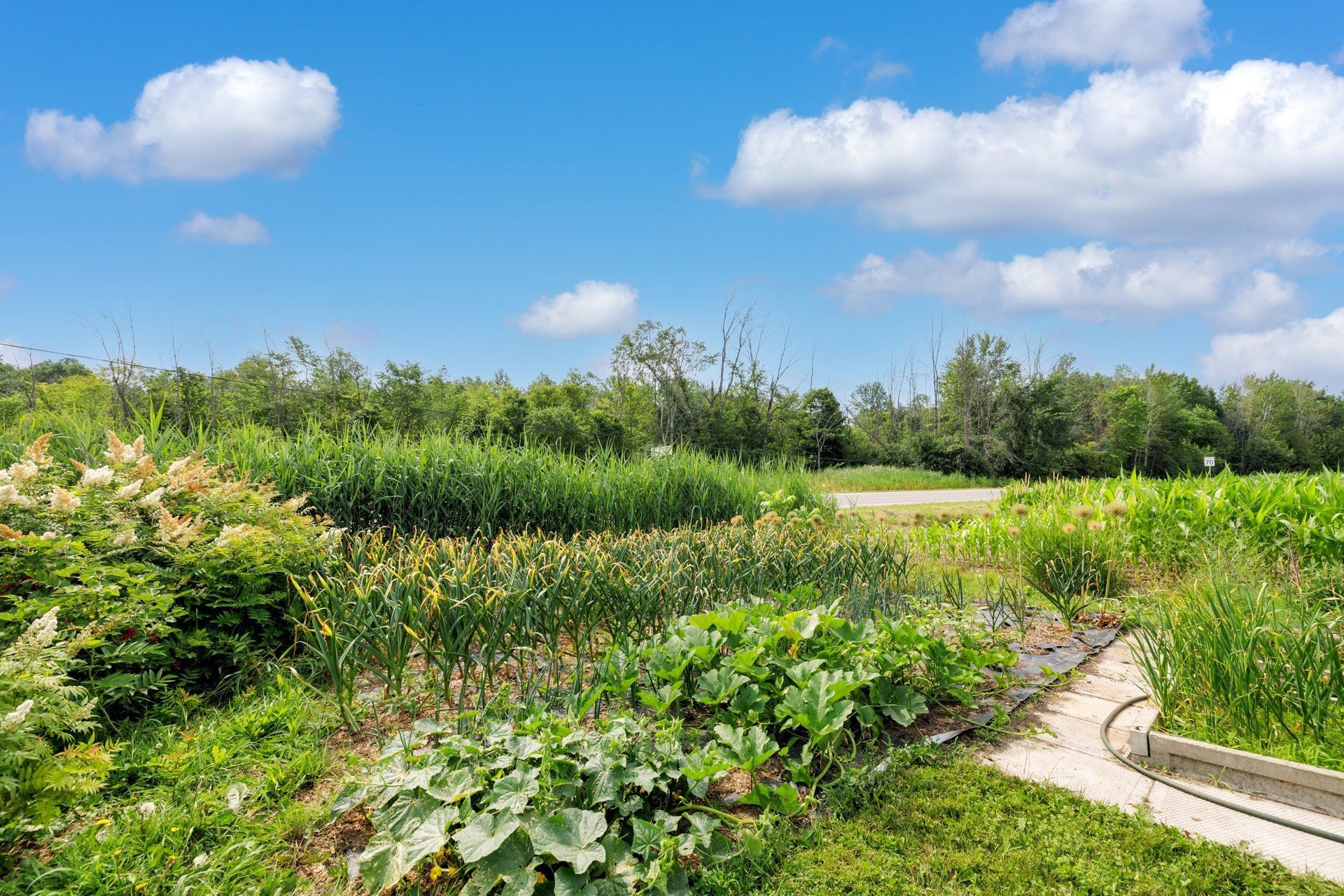 Garden - 81 Route 223, Lacolle, QC - Outdoor With View