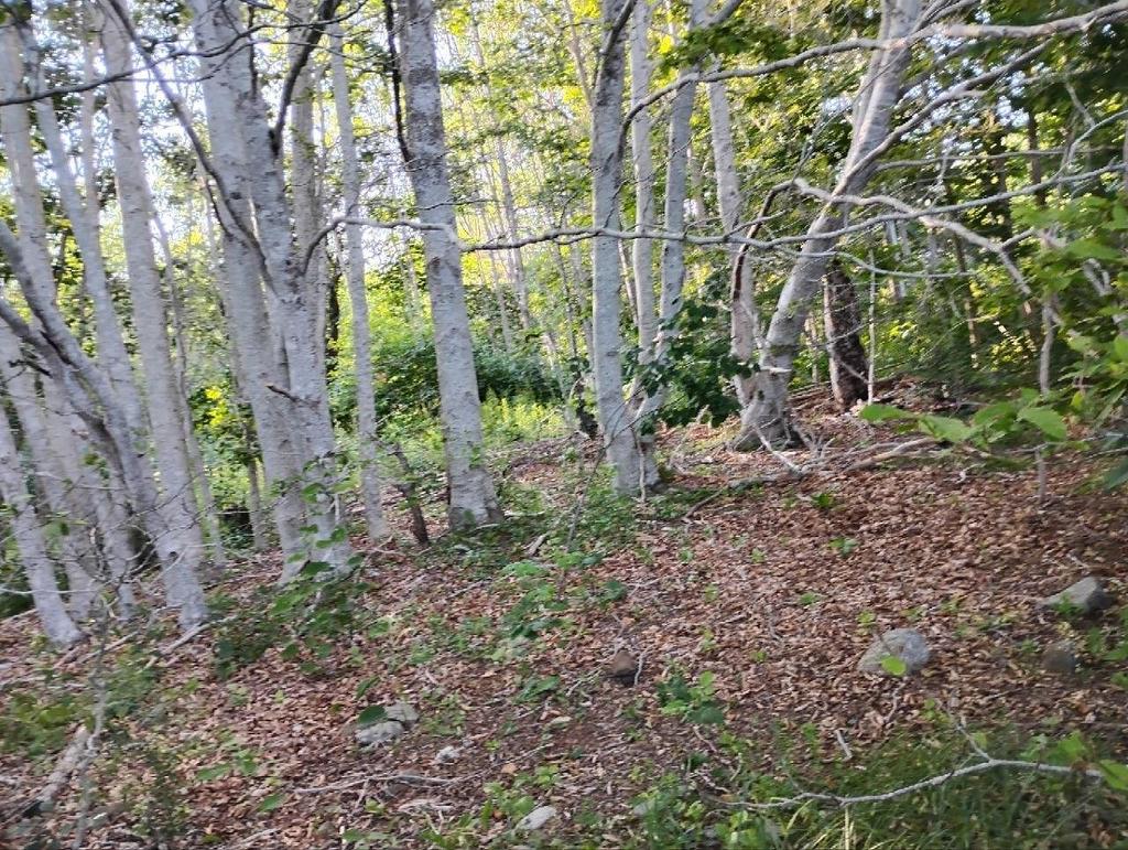Lot Fraser Road, Princedale, NS