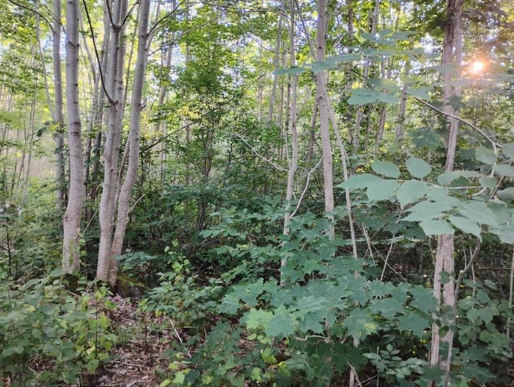 Lot Fraser Road, Princedale, NS