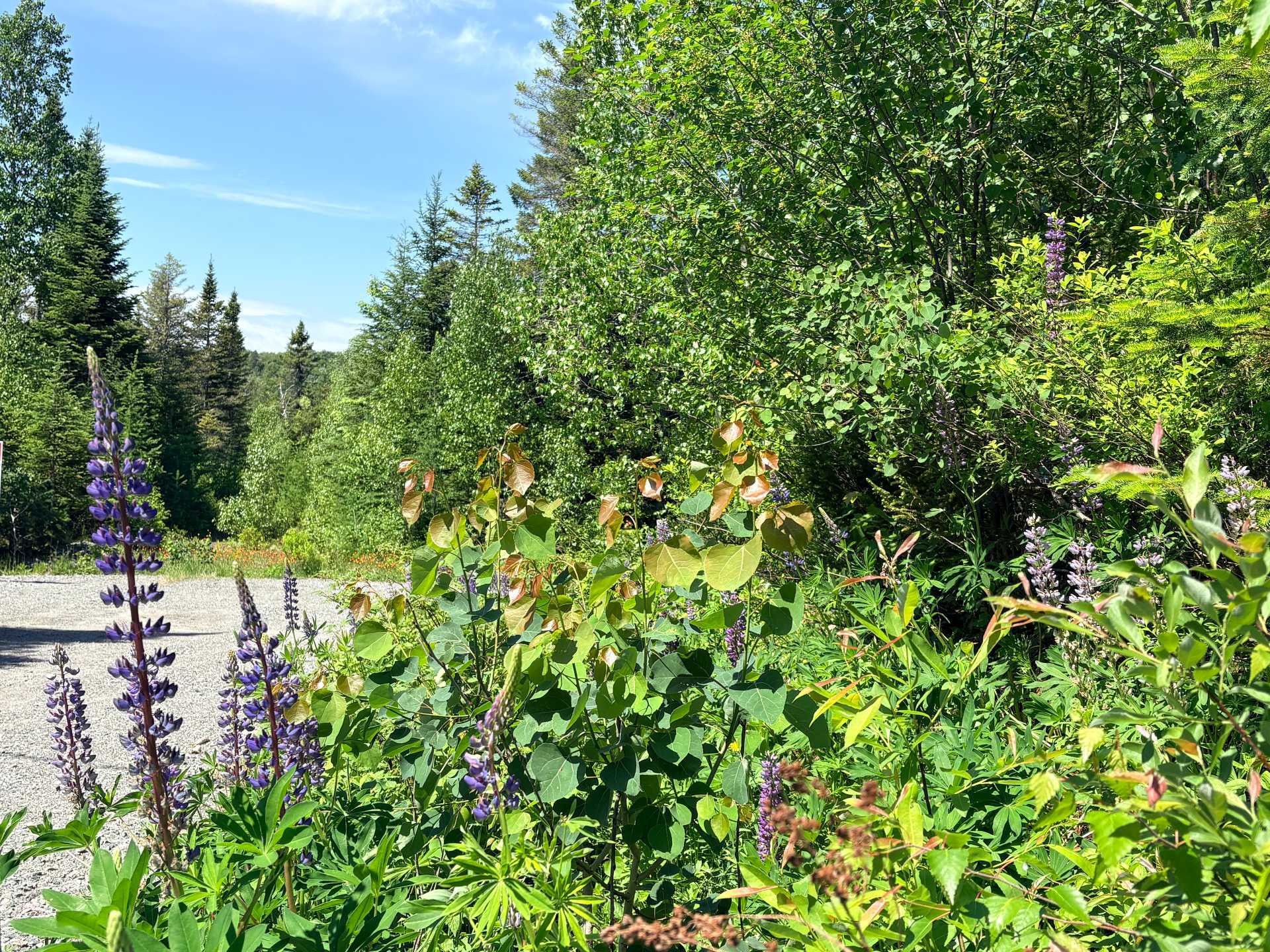 Lot - Rue Du Cerf, Val-David, QC