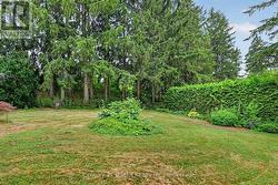 back yard -