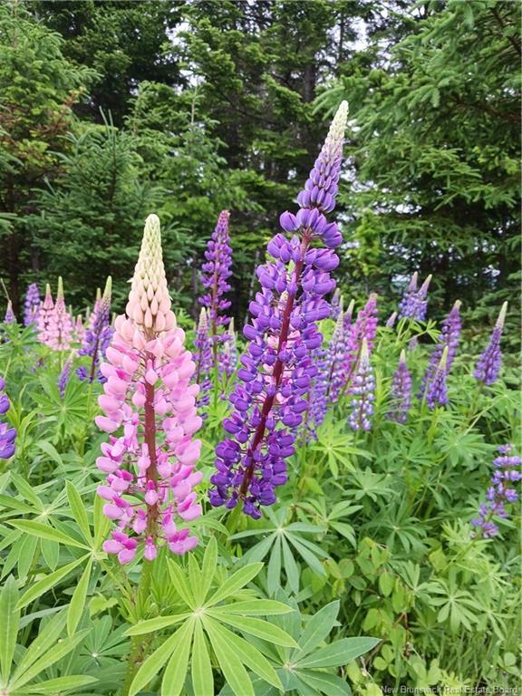 1496 Route 390, Gladwyn, NB