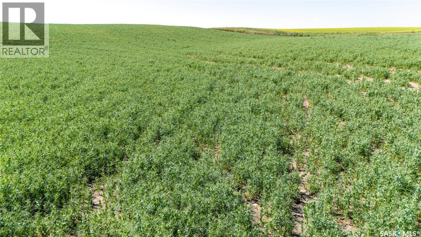 7 Quarters Grainland Near Coderre (Strieb), Sutton Rm No. 103, SK