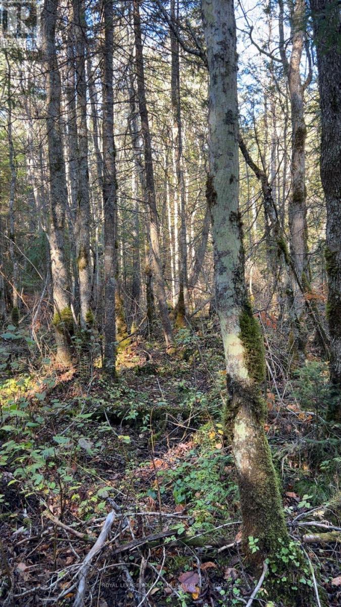 Con 1 Lot 4, Bancroft, ON