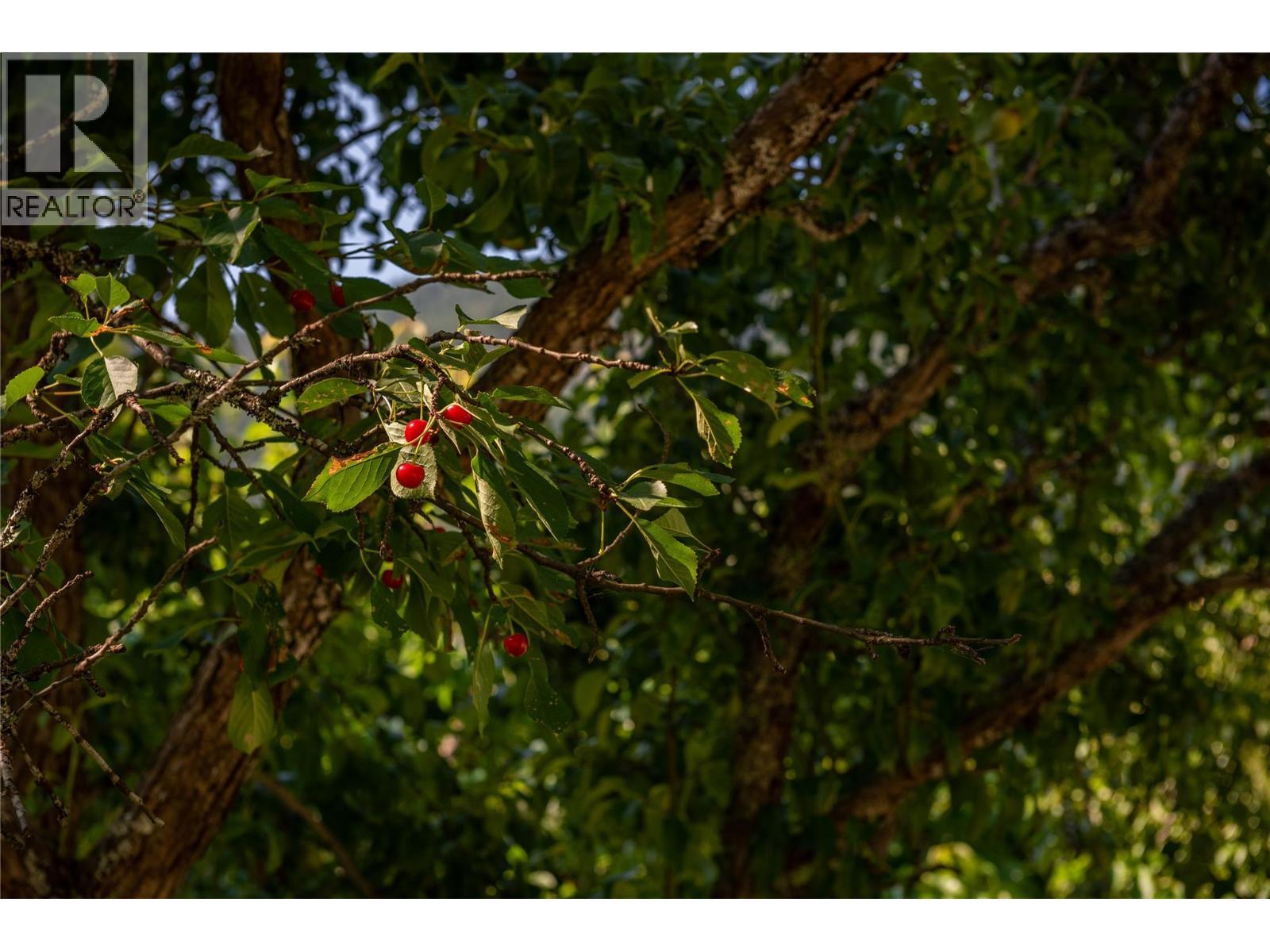 Beautiful sour cherries. - 3045 Bower Road, Slocan Park, BC