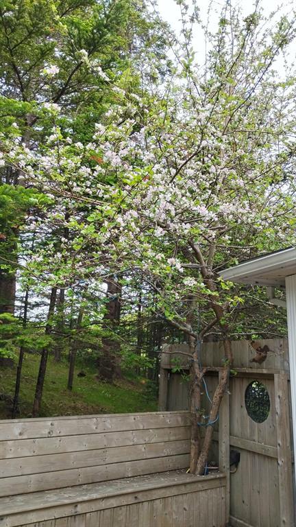 47 New Harbour Road, Spaniards Bay, NL - Outdoor