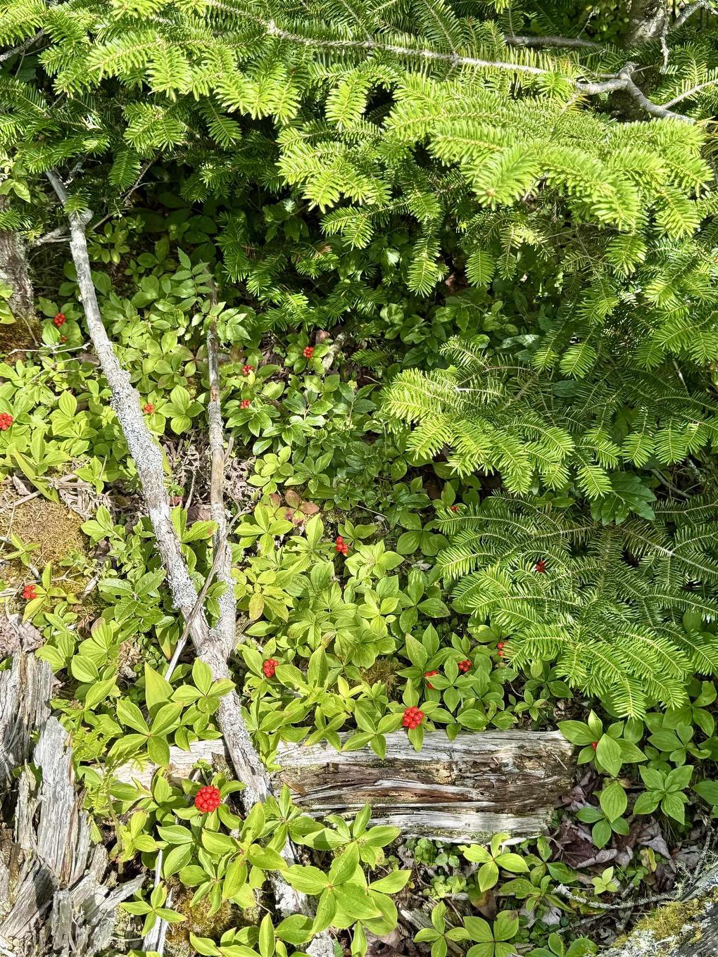 Lot Dargie Cove Rd, Beaver River, NS